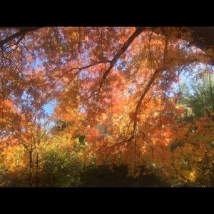 Meet your Posher, Carol